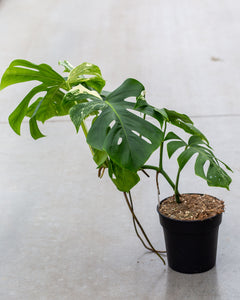 Monstera variegata lesser variegated plantlovers
