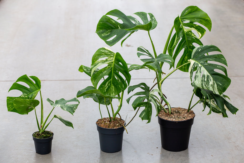 monstera variegata mini Monstera Variegata – Lesser Variegated – Subtle White & Green Variegation –  Available in 12cm, 17cm, 21cm Pots – Plantlovers