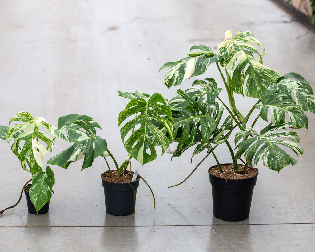 monstera plant kopen Monstera Variegata
