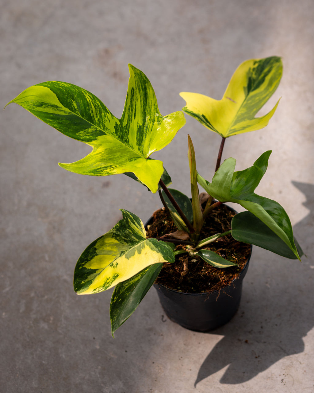 philodendron beauty green Philodendron Florida Beauty - Vibrant Variegated Houseplant