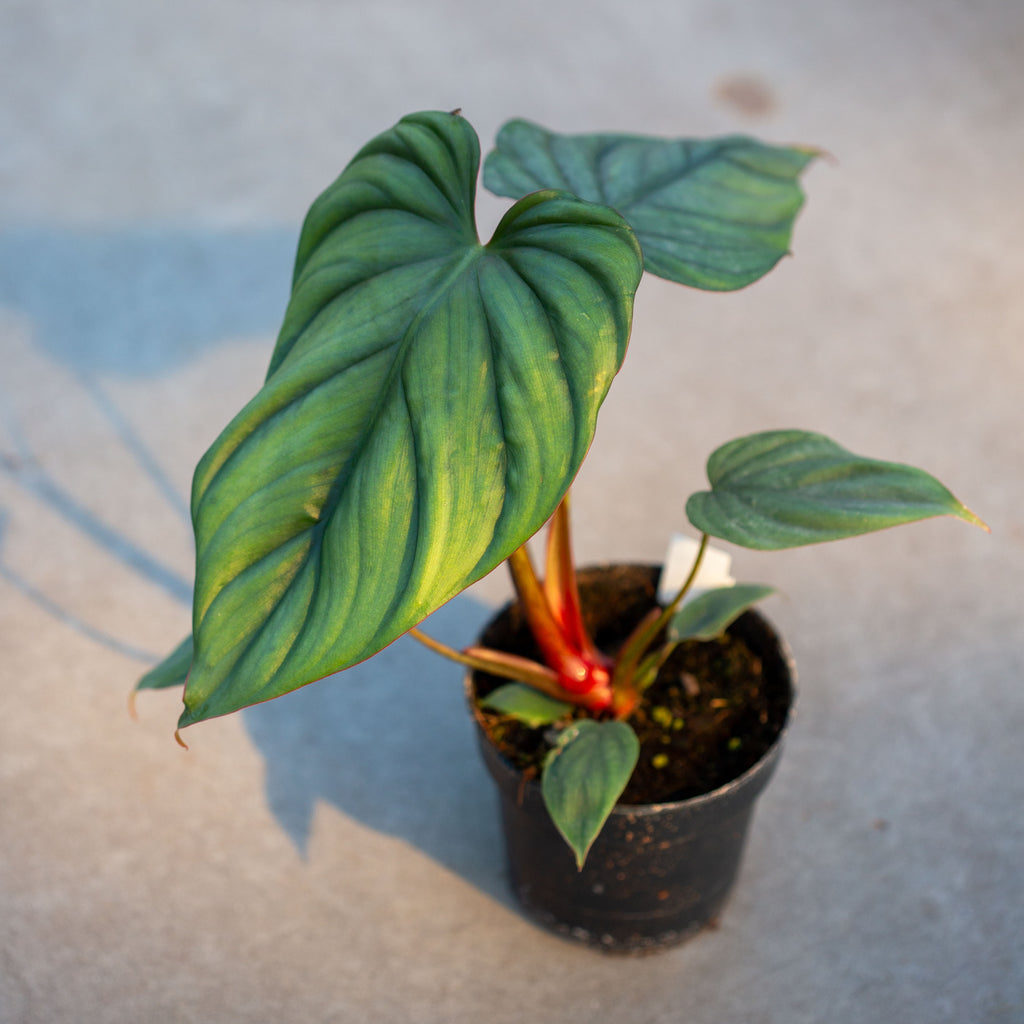 philodendron sp colombia Philodendron 'Colombia' | Easy Care Trailing Plant