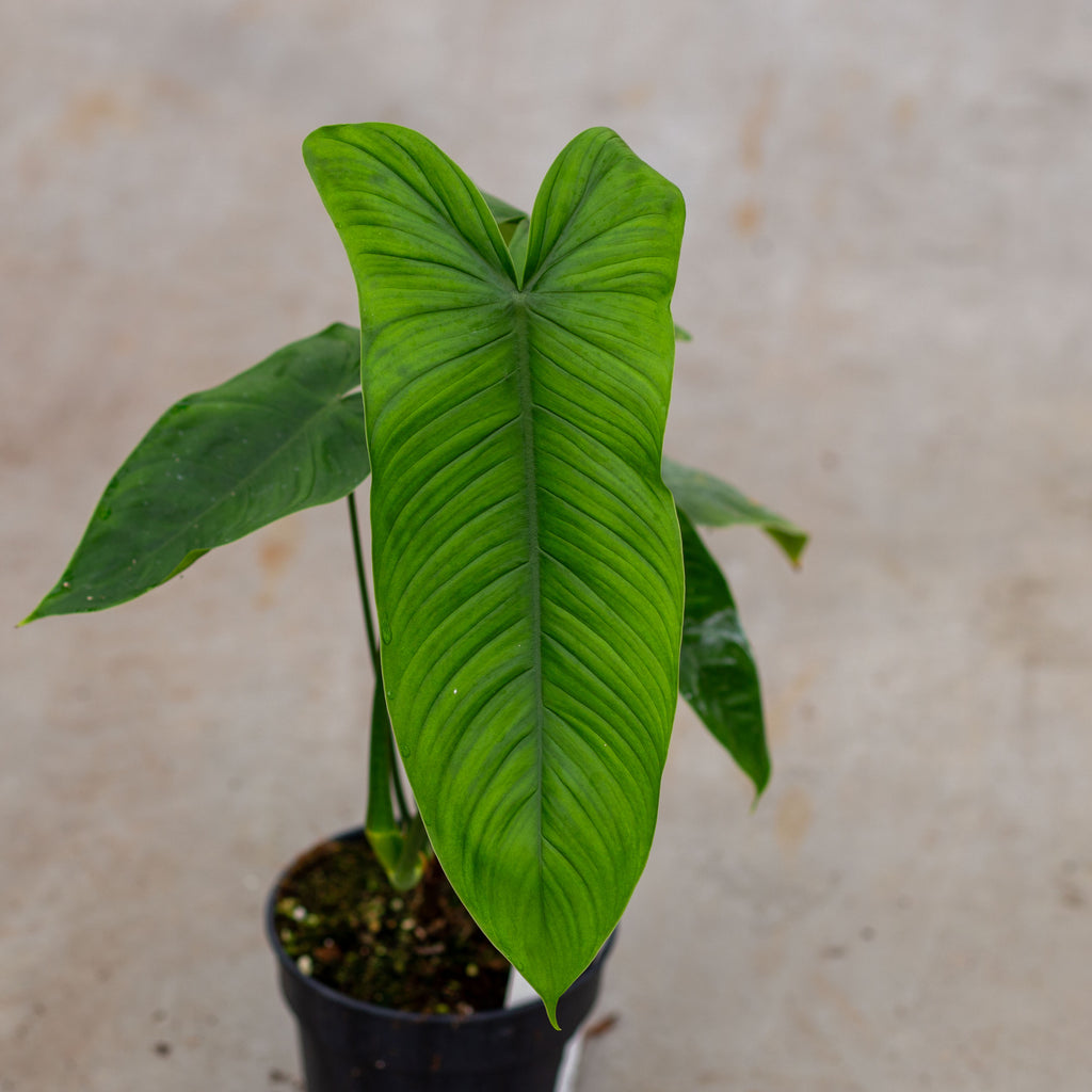 sharoniae philodendron Philodendron Sharoniae 