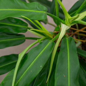 Philodendron Bannoniae plantlovers