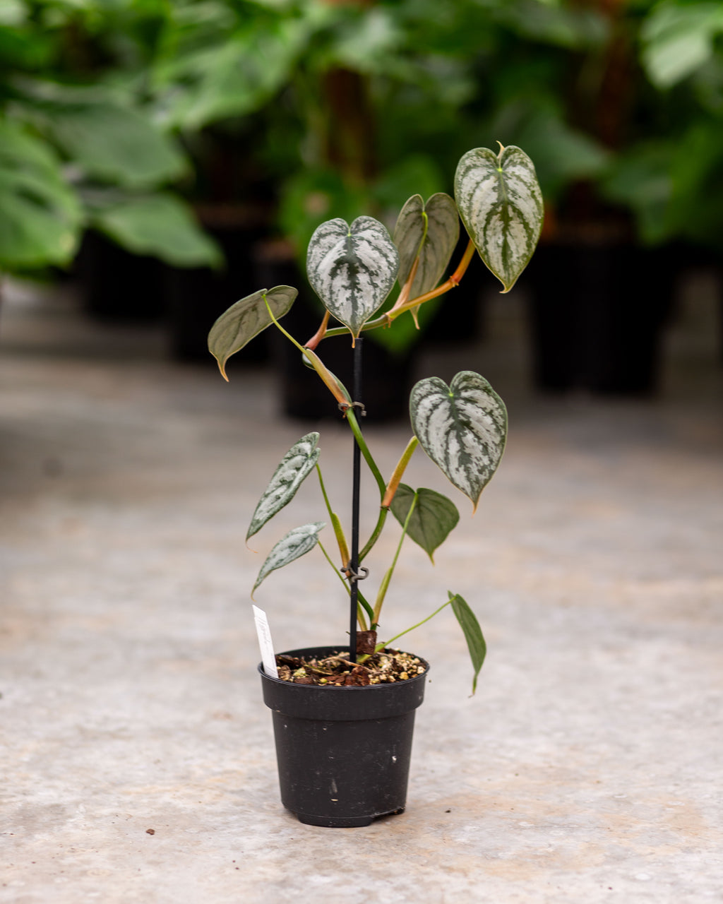 philodendron Philodendron Bandtianum – Exotic Tropical Plant – Available in 12 cm Pot – Plantlovers