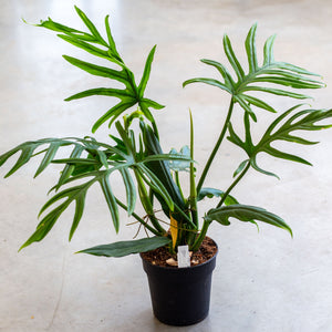 Philodendron Elegans plantlovers