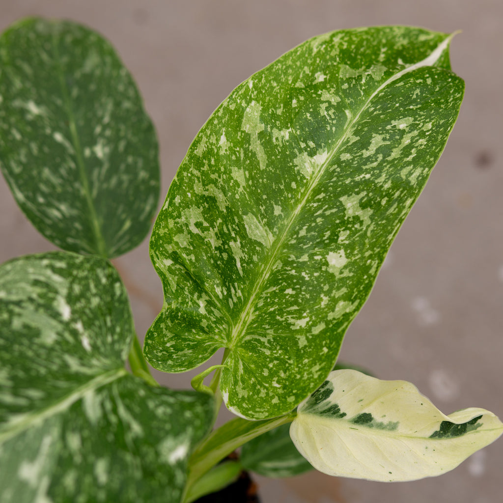 jose buono philodendron care Philodendron Jose Buono