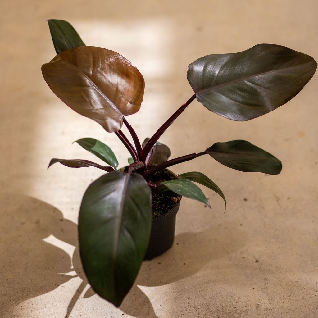 Philodendron Majesty – Plantlovers