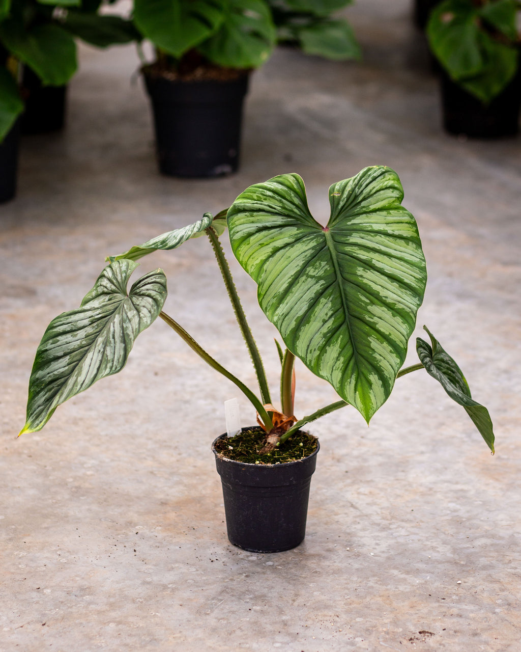 Buy Philodendron Mamei Plants Online