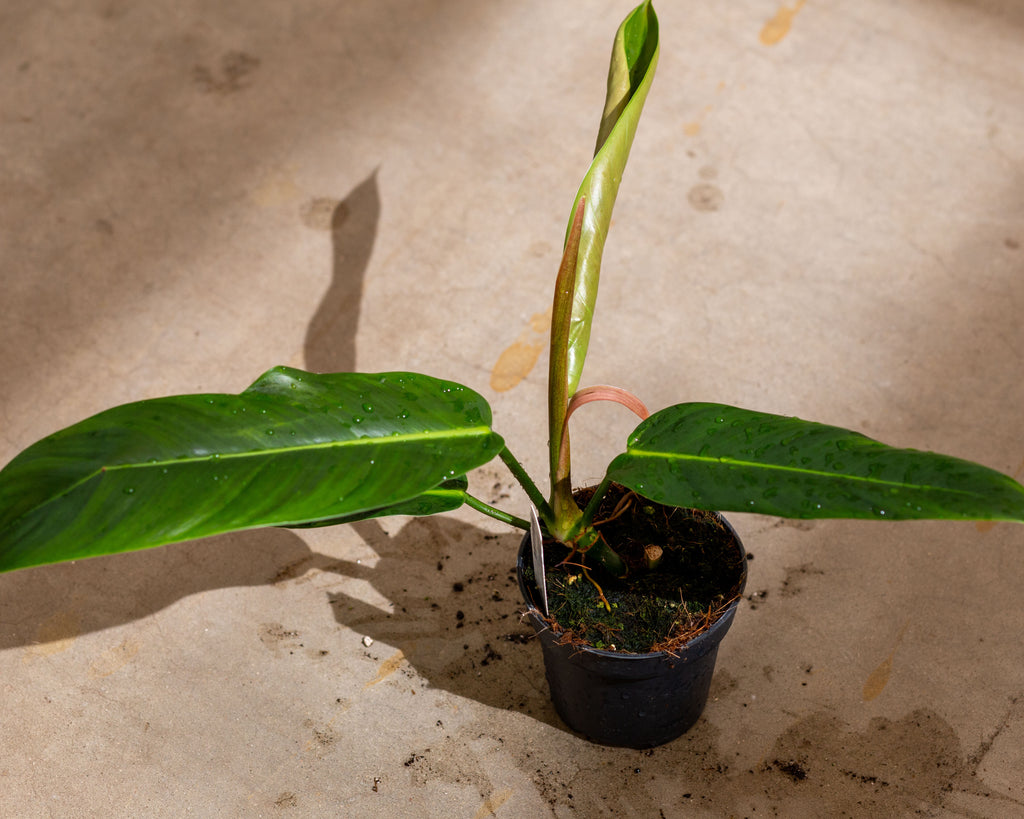 philodendron patricia Philodendron Patriciae x Ruizii