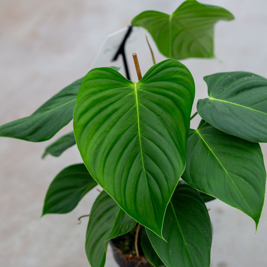 Philodendron Quelelii Round