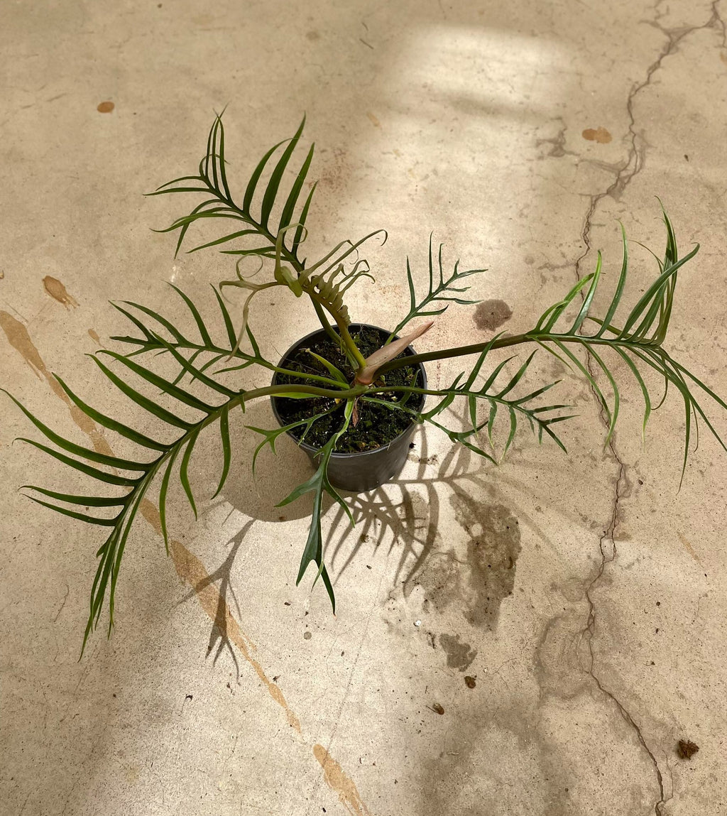 philodendron tortum pflege Philodendron Tortum