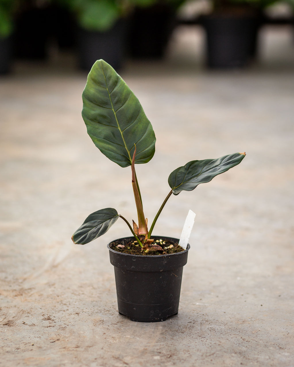 philodendron urraoense Philodendron Urraoense