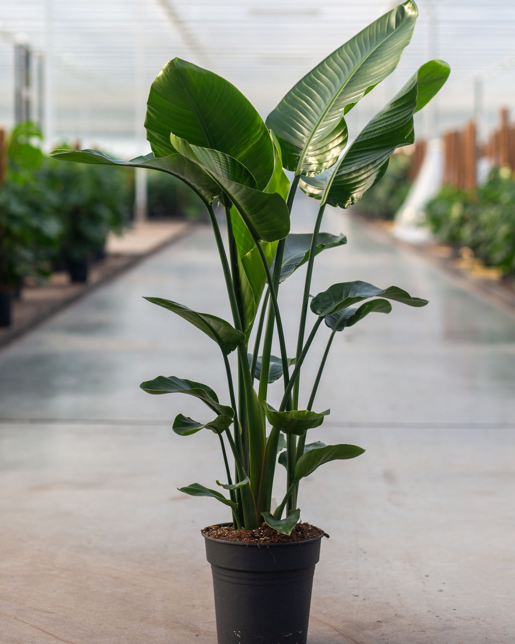 Strelitzia Nicolai 120-140 cm | Giant Bird of Paradise