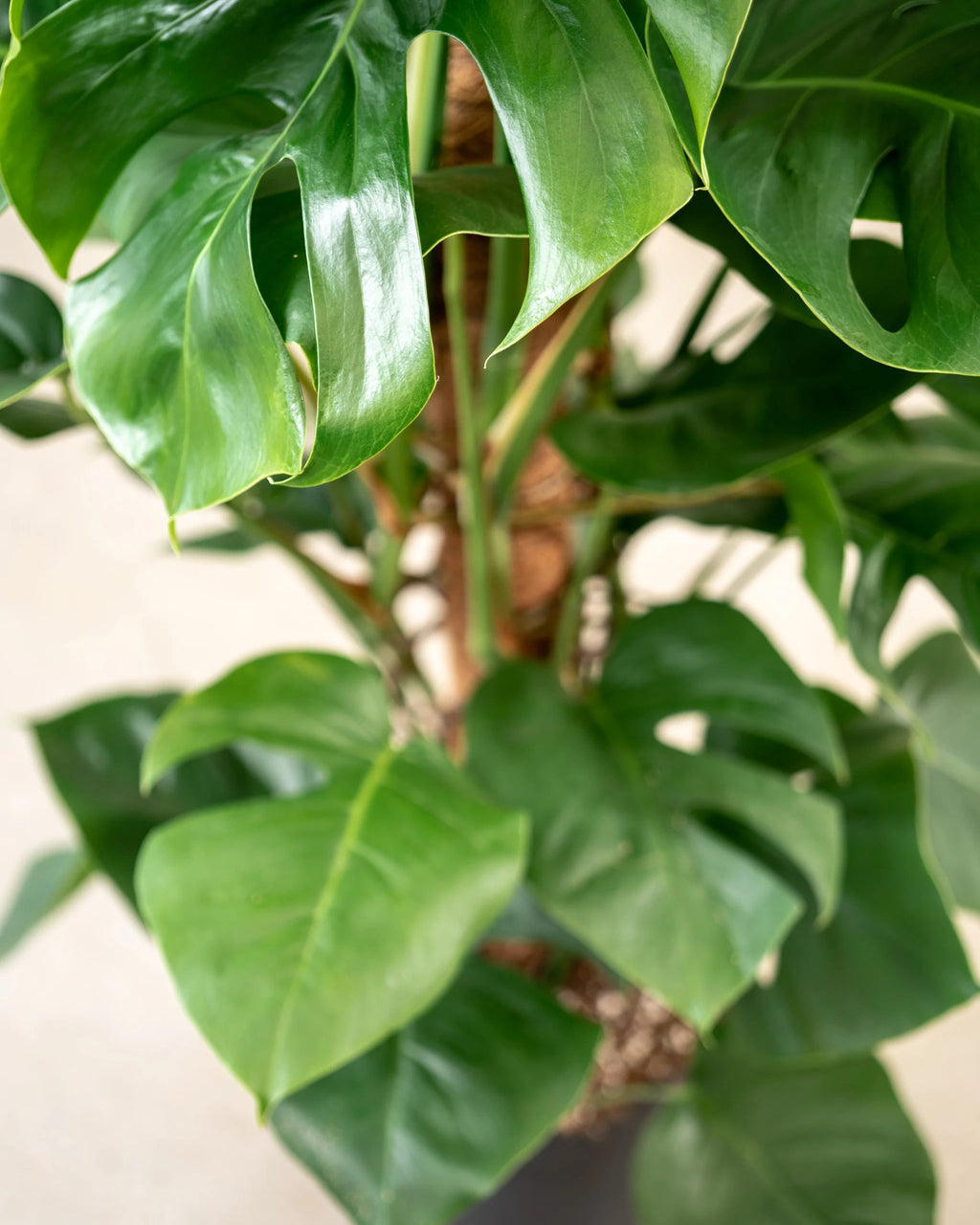 Monstera Deliciosa (Climbing) 120cm | Large Indoor Plant