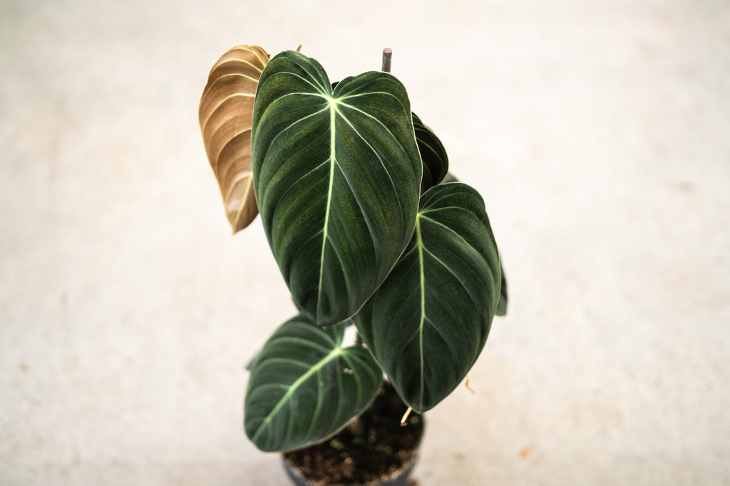 large philodendron melanochrysum Buy Philodendron Melanochrysum