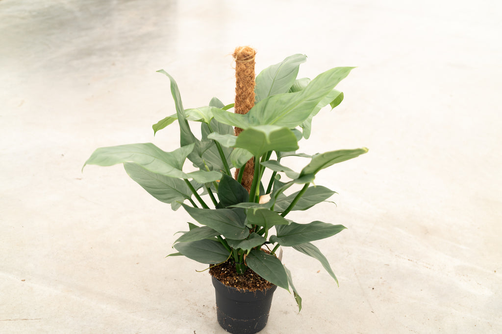 philodendron silver lady Buy Philodendron 'Silver Queen' with Moss Pole Online – Plantlovers