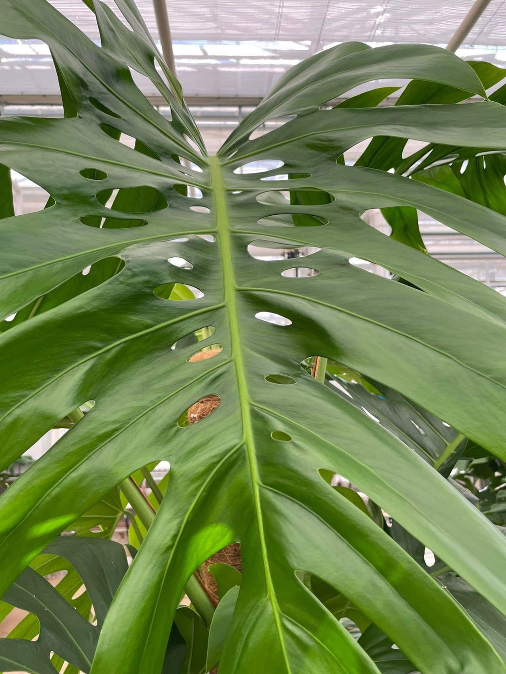 monstera deliciosa kaufen groß Monstera deliciosa 180 cm XXL – große Fensterblattpflanze