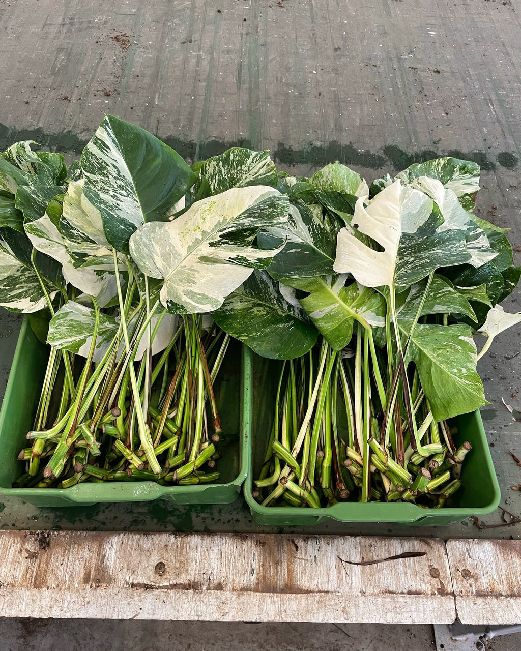 Monstera Variegata Stecklingspaket (4 Stück) – Plantlovers