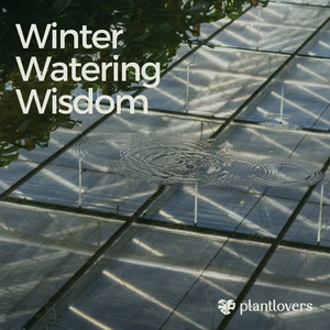 Winter Watering Wisdom
