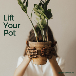 The Pot Lift Technique: A Plant Parent's Guide to Watering Wisdom