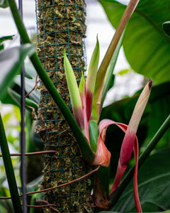 From Seeds to Stories  Our Journey into Philodendron Breeding  Plantlovers