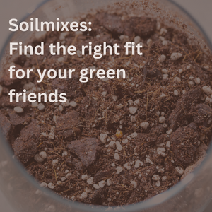 Nurturing Your Aroids: The Perfect Soil Mixes for Spring Growth