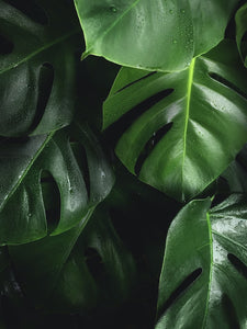 Step up your Monstera care: How to incorporate rainwater in your care routine