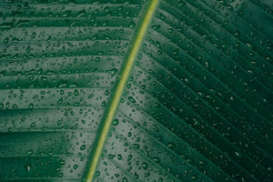 The Benefits of Rainwater: Natural Softness and Trace Elements