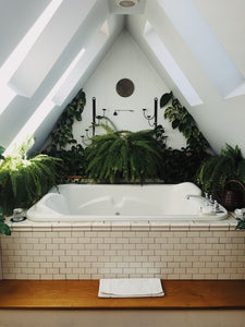 The best plants for your bathroom