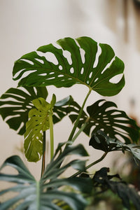 How to Keep Your Plant the Same Size: Tips for Managing Growth