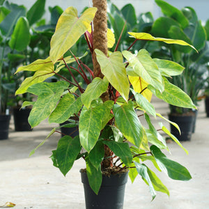 Philodendron 'Medisa' Topfgröße 12