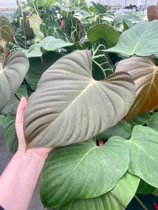 Philodendron lynamii  Plantlovers