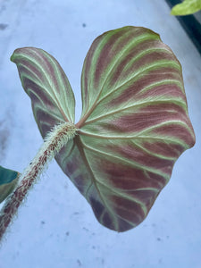 philodendron verrucosum uk Philodendron verrucosum “incensi” – Plantlovers