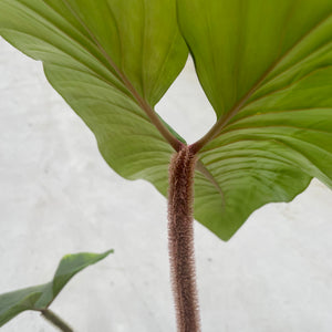 blushing philodendron plant Philodendron Squamicaule 'Blushing' – Plantlovers