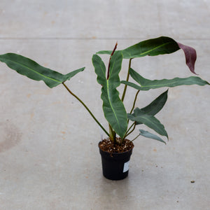 Philodendron Atabapoense