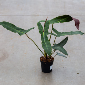 japanese philodendron Buy your Philodendron Abatapoense straight f'rom our greenhouse – Plantlovers