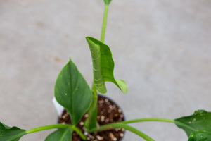 Philodendron Attenuatum