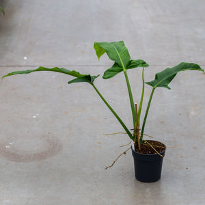 Philodendron Barrosoanum "Giganteum"