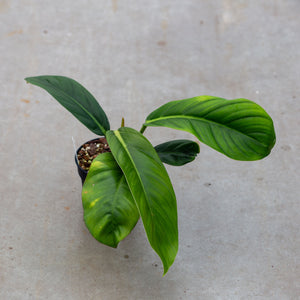 Philodendron baudoense
