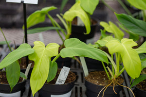 philodendron bipennifolium origin Philodendron bipennifolium 'Gold' – Plantlovers
