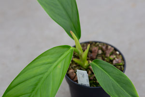 Philodendron clarkei