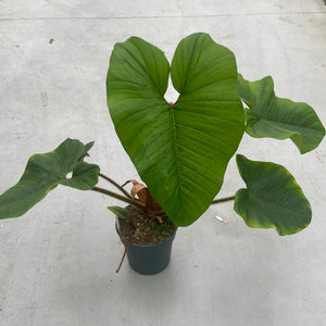 is blushing philodendron rare Philodendron Squamicaule 'Blushing' – Plantlovers
