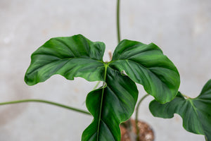 Philodendron Delinksii
