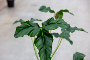 Philodendron Delinksii