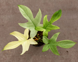 buy philodendron online eu Philodendron Florida Ghost - Rare and Beautiful Plant