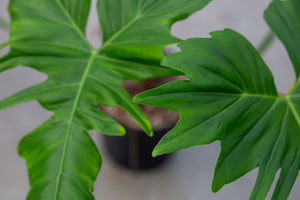 green dragon philodendron Philodendron 'Green Dragon' – Plantlovers