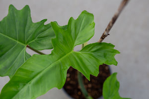 philodendron green dragon scientific name Philodendron 'Green Dragon' – Plantlovers