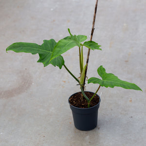philodendron green dragon scientific name Philodendron 'Green Dragon' – Plantlovers
