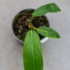 heterocraspedon philodendron Philodendron Heterocraspedon