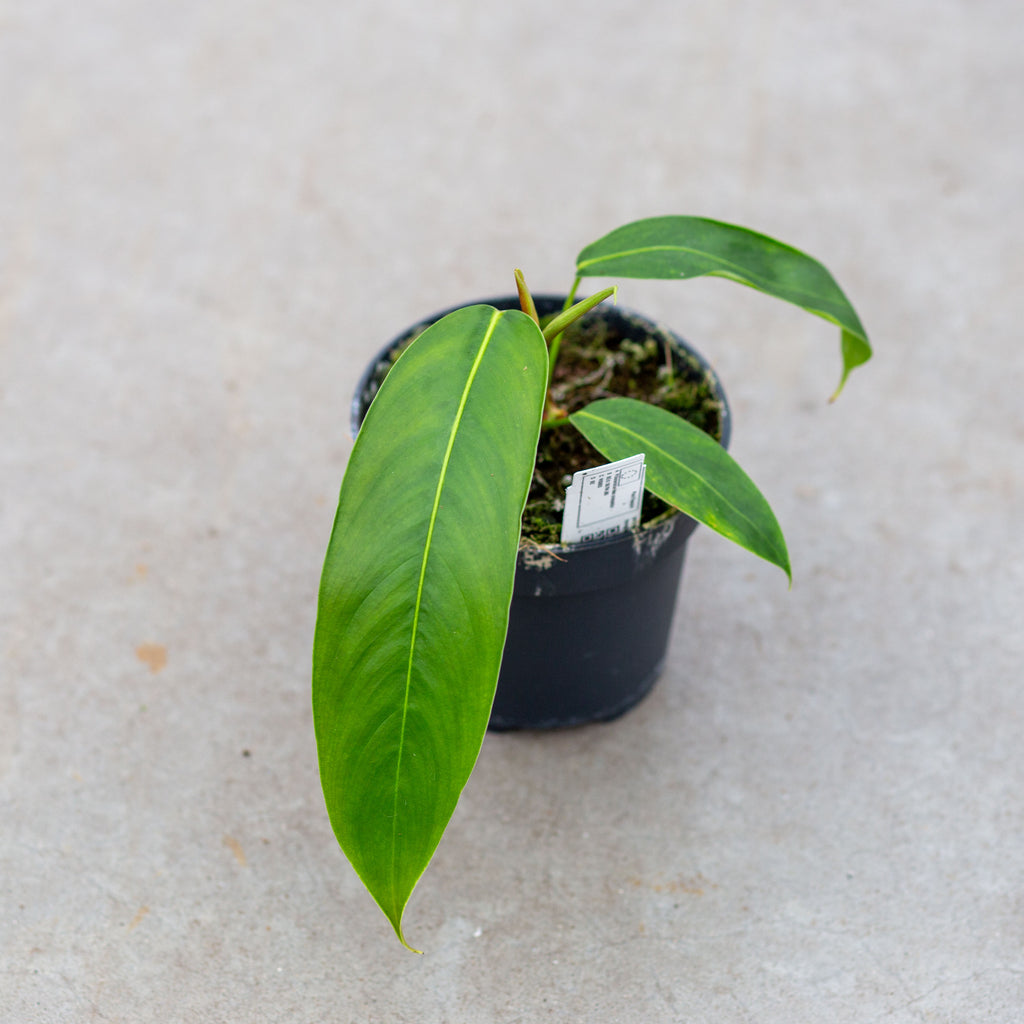 Philodendron Heterocraspedon - Extraordinary Plant with Thick Textured